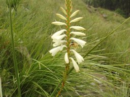 Watsonia watsonioides